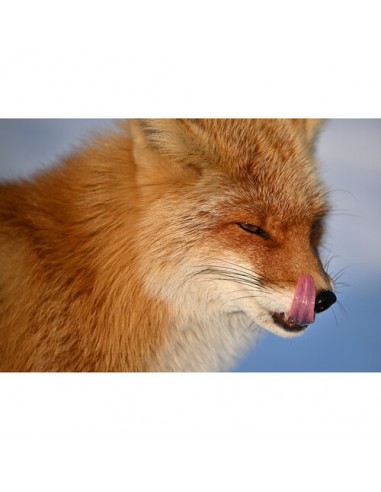 Nikon NIKKOR Z 400mm f/4.5 VR S Nikon NIKKOR Z 400mm f/4.5 VR S