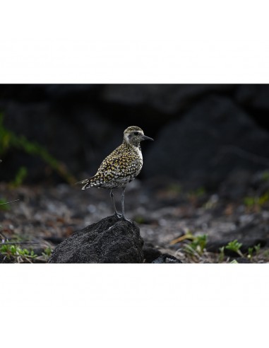 Nikon NIKKOR Z 400mm f/4.5 VR S Nikon NIKKOR Z 400mm f/4.5 VR S