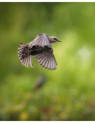 Sony Alpha 7R V Body (ILCE-7RM5)