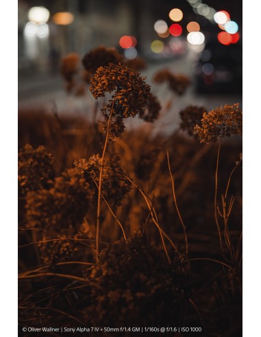 Sony FE 50mm f/1.4 G Master (SEL50F14GM)