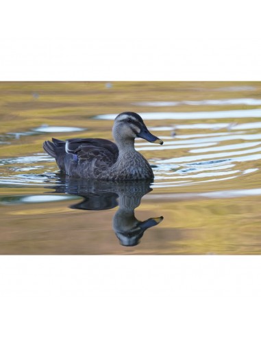 Tokina SZ REFLEX MF 600mm f/8 PRO...