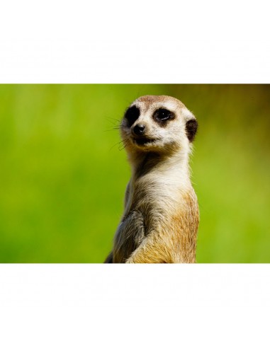 Tokina SZ REFLEX MF 900mm f/11 PRO...