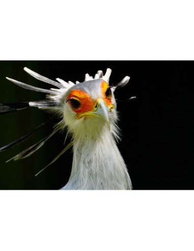 Tokina SZ REFLEX MF 900mm f/11 PRO...