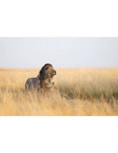 Sony FE 300mm f/2.8 GM OSS (SEL300F28GM)