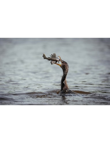 Sony Alpha 9 Mark III (ILCE-9M3)