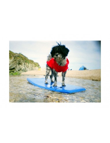 Lomography La Sardina & Flash -...