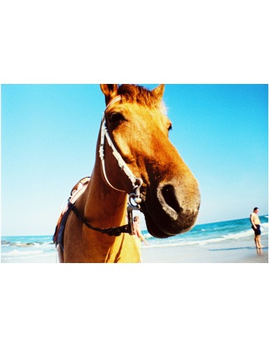 Lomography La Sardina & Flash -...