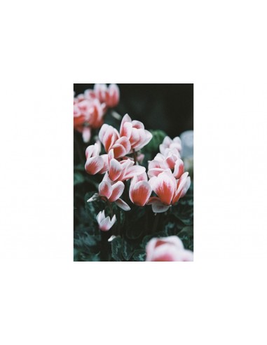 Lomography LomoChrome Color ’92 35 mm...