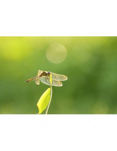 Sigma 105mm f/2.8 DG DN Macro ART...