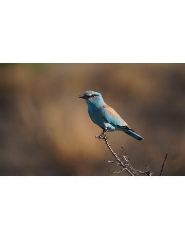 Sony FE 200-600mm f/5.6-6.3 G OSS... Sony FE 200-600mm f/5.6-6.3 G OSS...