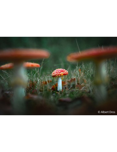 Sony FE 28-70mm f/2 G Master (SEL2870GM)