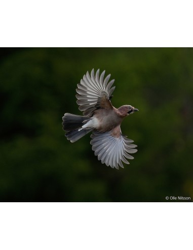 Sony Alpha 1 II Body (ILCE-1M2)