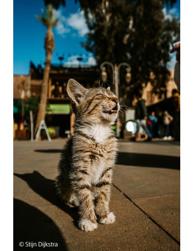 Sony FE 16mm f/1.8 G (SEL16F18G)