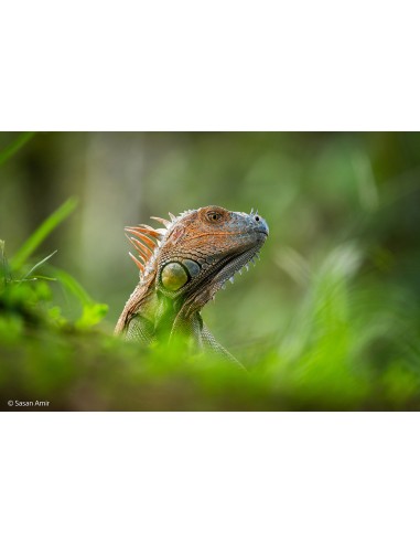 Sony FE 400-800mm f/6.3-8 G OSS...