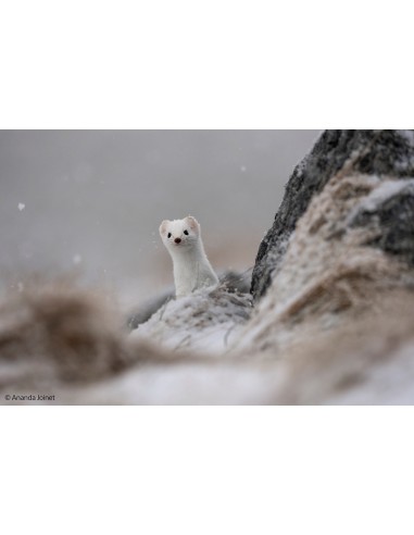 Sony FE 400-800mm f/6.3-8 G OSS...