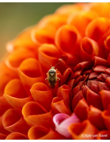 Sony FE 100mm f/2.8 Macro G Master...