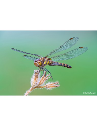 Sony FE 100mm f/2.8 Macro G Master...