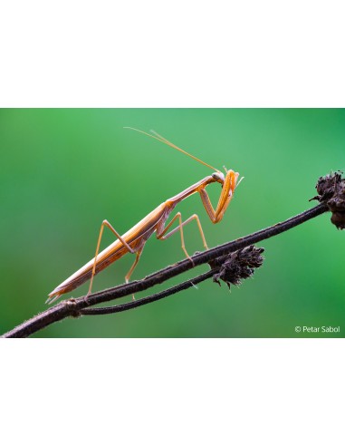 Sony FE 100mm f/2.8 Macro G Master...