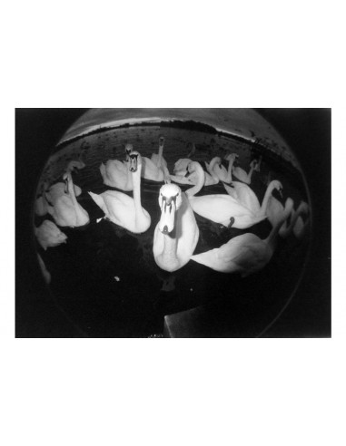 Lomography Fisheye No.2 - Grape Jam