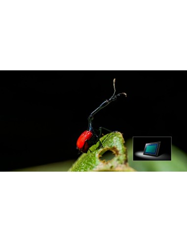 Panasonic Lumix G9 + 12-60mm f 2.8-4... Panasonic Lumix G9 + 12-60mm f 2.8-4...