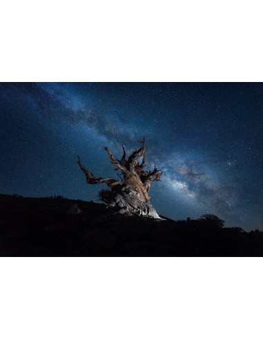 Nikon NIKKOR Z 14-24mm f/2.8 S