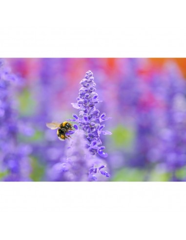 Sigma 105mm f/2.8 DG DN Macro ART...