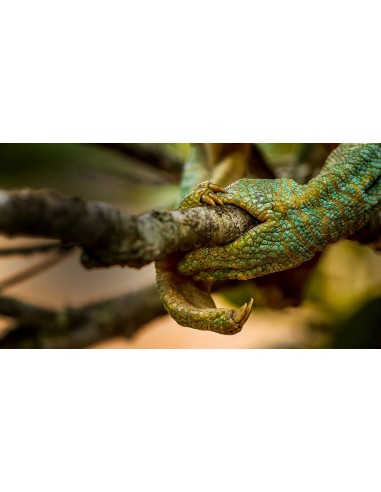 Panasonic Lumix G9 + 12-60mm...