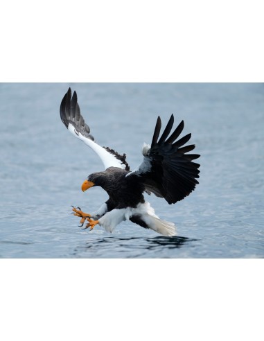 Sony Alpha 1 Body (ILCE-1)