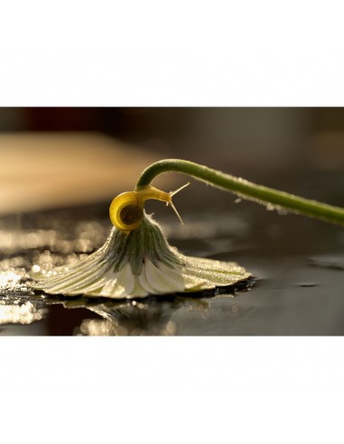 Nikon NIKKOR Z MC 105mm f/2.8 VR S Macro