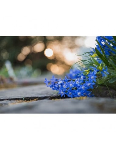 Nikon NIKKOR Z MC 50mm f/2.8 Macro