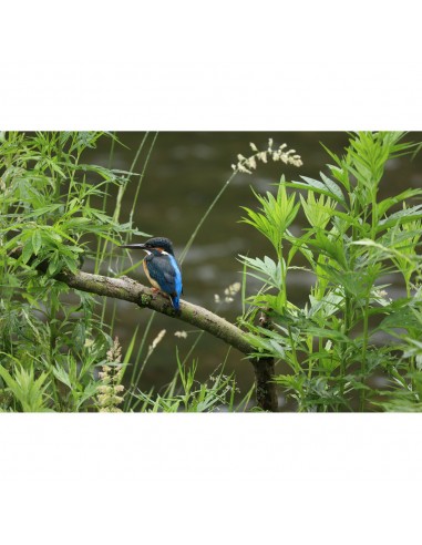 Canon RF 100-400mm f/5.6-8 IS USM