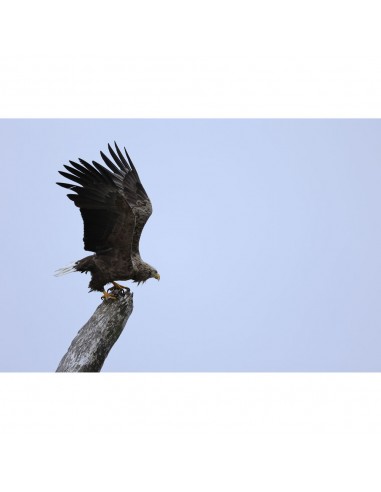 Canon RF 100-400mm f/5.6-8 IS USM