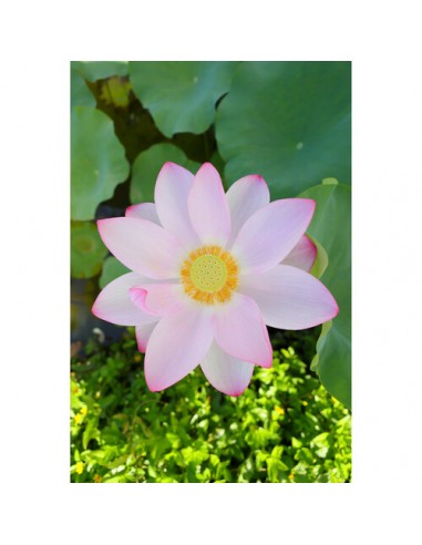 Canon RF 16mm f/2.8 STM