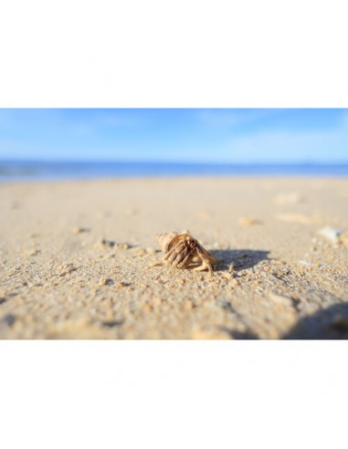 Canon RF 16mm f/2.8 STM