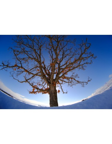 Tokina SZ 8mm f/2.8 Fish-eye...